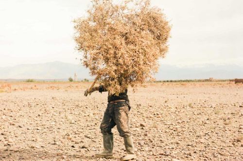 Ốc đảo Morocco 'hấp hối'