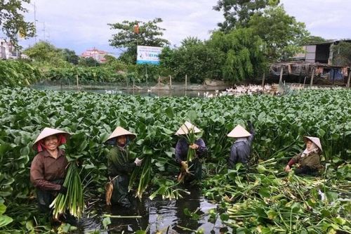 Bảo vệ môi trường tự nhiên trước loài ngoại lai xâm lấn