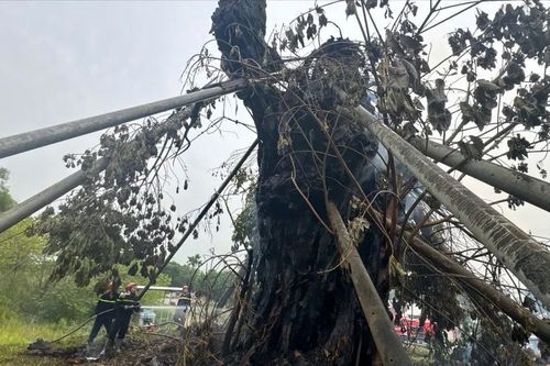 Cháy cây đa hơn 200 năm tuổi ở Quảng Ngãi