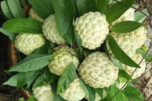 Cách mua na Đồng Bành chính hiệu, không hóa chất