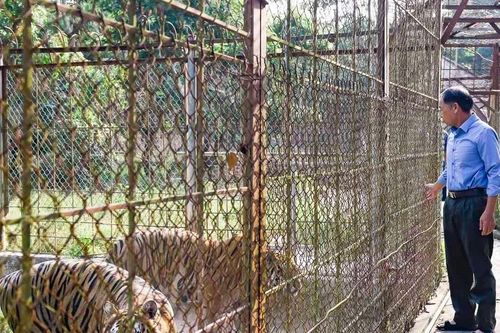'Bi kịch' của hổ được nuôi nhốt ở Thanh Hóa