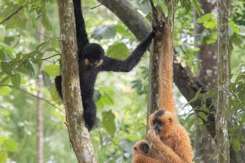 Phát hiện 6 đàn vượn đen má hung quý hiếm ở Đắk Lắk