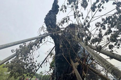 'Cụ đa' 200 tuổi trên núi ở Quảng Ngãi bất ngờ bốc cháy dữ dội