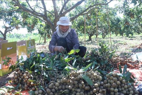 Trải nghiệm mùa nhãn chín ở thủ phủ nhãn lồng Hưng Yên