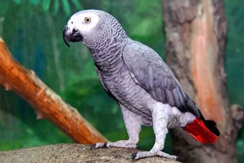 Vẹt không biết hót, vậy tại sao chúng lại thích bắt chước tiếng người?