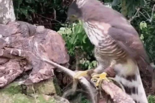 CLIP: Rắn độc bị diều hâu mổ mù mắt trong cuộc chiến sinh tồn khốc liệt