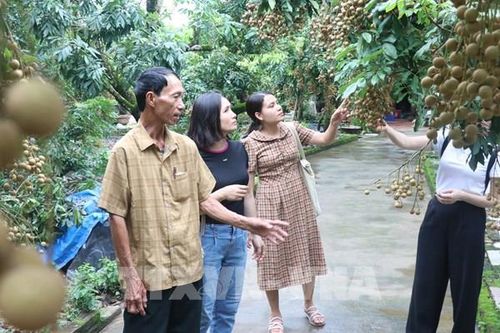 Trải nghiệm mùa nhãn chín ở thủ phủ nhãn lồng Hưng Yên