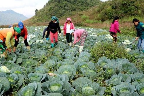 Tuyên Quang: Hỗ trợ phụ nữ nông dân sản xuất xanh bền vững