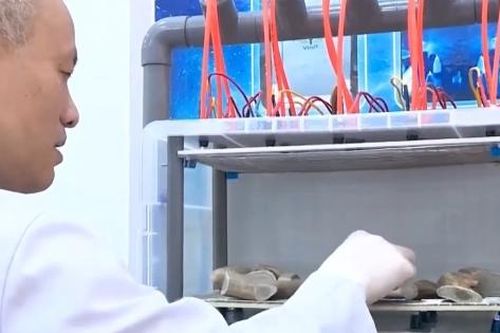 GS.VS Nguyễn Quốc Sỹ: Trở về để cống hiến cho đất nước