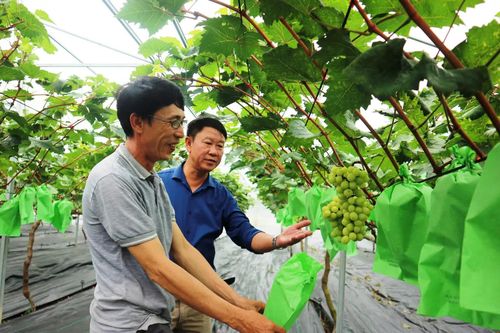 Hỗ trợ xây dựng mô hình sản xuất nông nghiệp hữu cơ