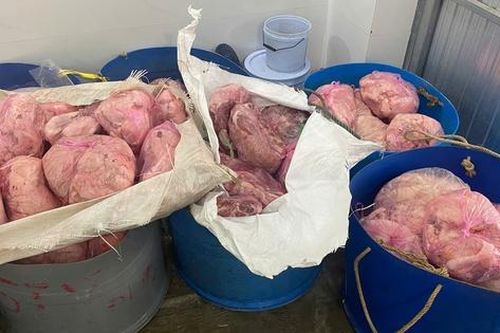 Gia Lai: Tiêu hủy hơn 1 tấn thịt heo và chả ram không rõ nguồn gốc