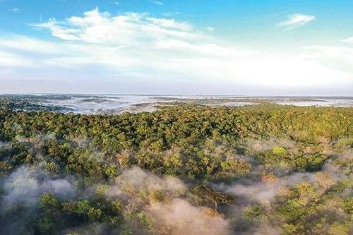 Các quốc gia vùng Amazon cam kết bảo vệ 'lá phổi xanh' thế giới
