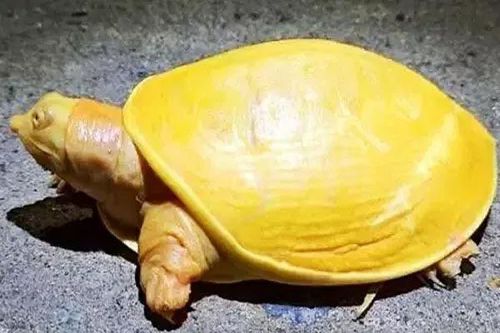 Nuôi rùa vàng có tốt cho phong thủy nhà ở không?