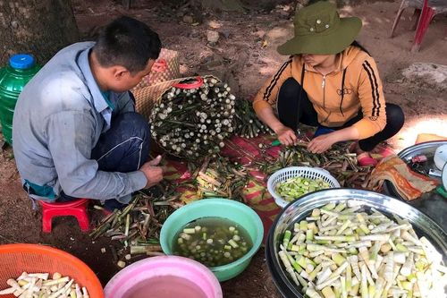 Mùa măng rừng miền Đông