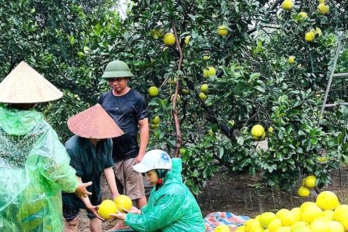 Người trồng bưởi đặc sản lo lắng trước bão số 5