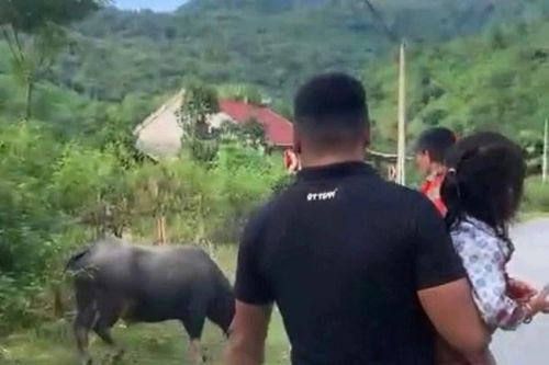 Thương tâm bé gái 4 tuổi ở Nghệ An bị trâu húc tử vong