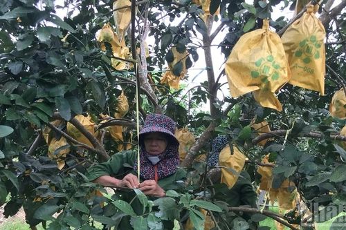 Nông dân Hà Tĩnh khẩn trương thu hoạch, bảo vệ mùa màng trước bão số 5