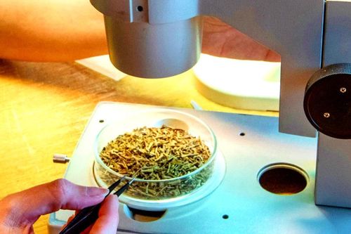 Tìm thấy ngôi mộ ếch tập thể thời Đồ Sắt khiến chuyên gia bối rối