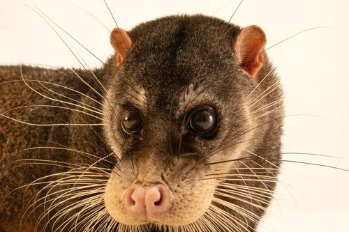 Top sự thật thú vị về loài cầy rái cá đã tuyệt chủng ở Việt Nam