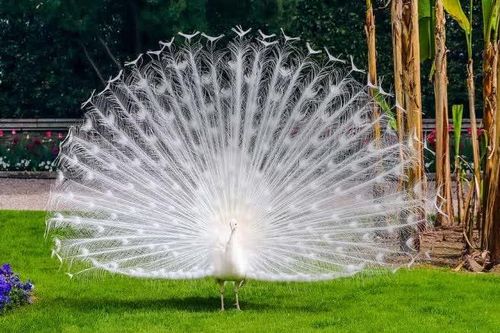 Choáng ngợp 'thần điểu' hạ phàm, khoe bộ lông huyền ảo tựa tiên cảnh