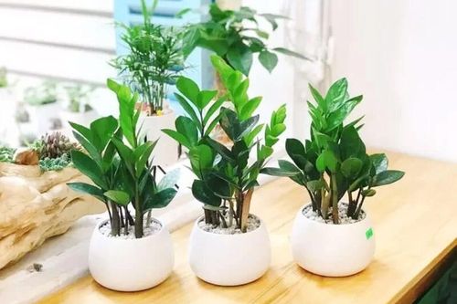 4 loại cây được ví như 'thần giữ của' nếu trồng trong nhà