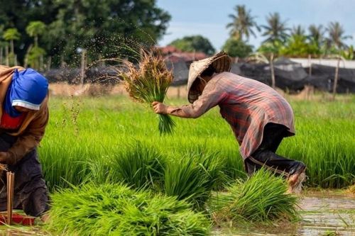 Pakistan muốn học Trung Quốc, xây dựng 'tương lai thịnh vượng' bằng kinh tế nông nghiệp