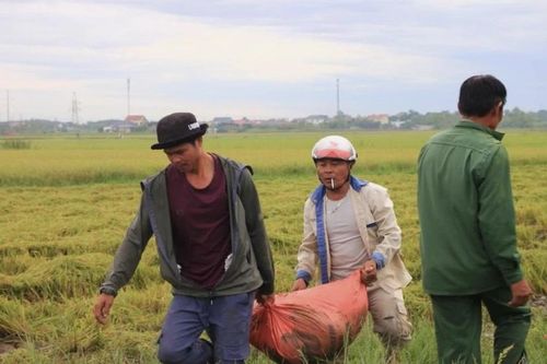 Bão sắp đổ bộ, nông dân ngược xuôi gặt lúa 'xanh nhà hơn già đồng'
