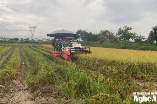 'Xanh nhà hơn già đồng' nông dân Nghệ An khẩn trương thu hoạch lúa hè thu chạy bão số 5