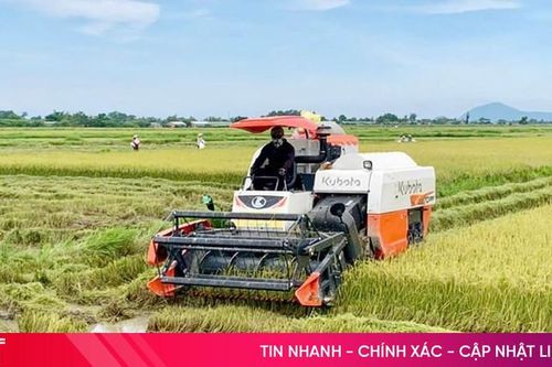 Thu hoạch nhanh gọn lúa hè thu, giảm thiểu thiệt hại