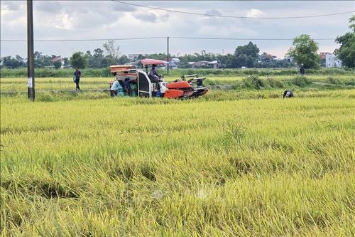 Ứng phó bão số 5: Huế đã thu hoạch 1.800ha lúa