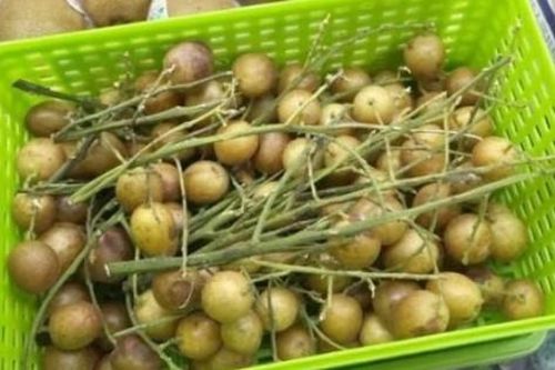 Quả có hạt ở Việt Nam, ở nước ngoài bán loại không hạt đắt gấp 14 lần