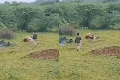 CLIP: Thanh niên suýt mất mạng khi liều lĩnh áp sát sư tử để chụp ảnh