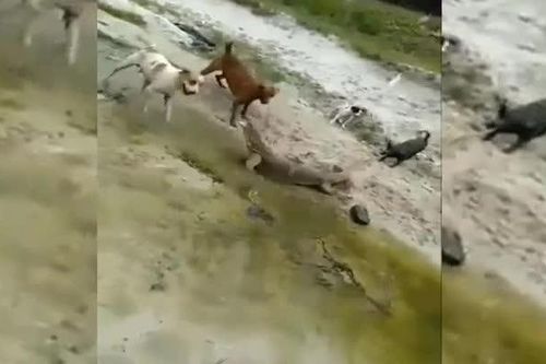CLIP: Chạm trán đàn chó nhà, kỳ đà nhận cái kết thảm
