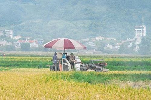 Xã Bình Lư đặt mục tiêu đến năm 2030 thu nhập bình quân đầu người từ 90-100 triệu đồng/năm