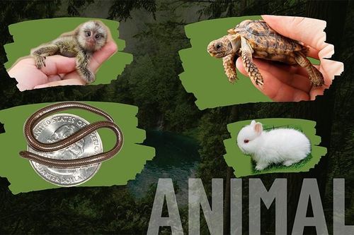10 loài động vật 'mini' nhất thế giới