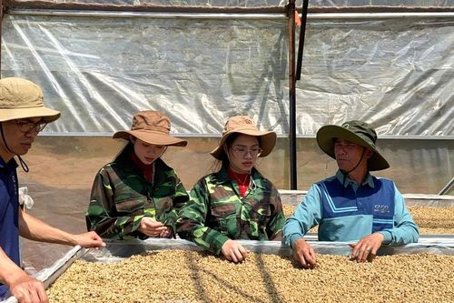 Cà phê vàng xứ ngàn hoa