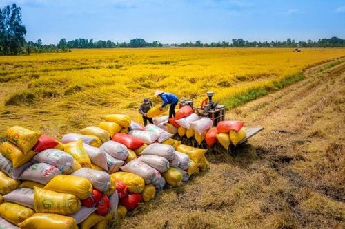 Giá gạo xuất khẩu của Việt Nam tiếp tục tăng