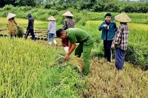 Cuối hè, gặt lúa chạy bão số 5