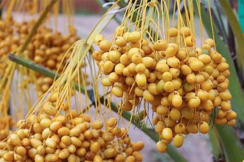 Quả chà là tươi xuất hiện nhiều ở chợ Việt được ví như 'hạt ngọc của sa mạc': Nên ăn chà là tươi hay khô mới tốt cho sức khỏe?