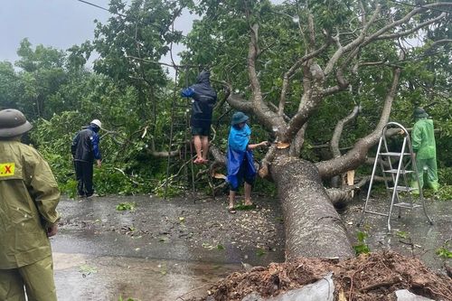 Nghệ An, Hà Tĩnh: Mưa lớn, gió mạnh quật đổ nhiều cây xanh cổ thụ