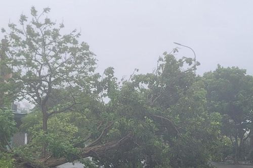 Cây cối gãy đổ tại khu du lịch biển Cửa Lò trước giờ bão số 5 đổ bộ