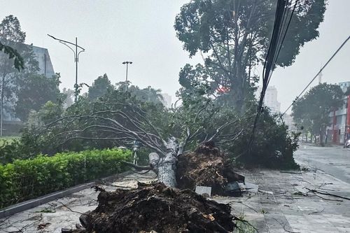 Thanh Hóa: Hàng loạt cây xanh bật gốc, gãy đổ sau bão số 5