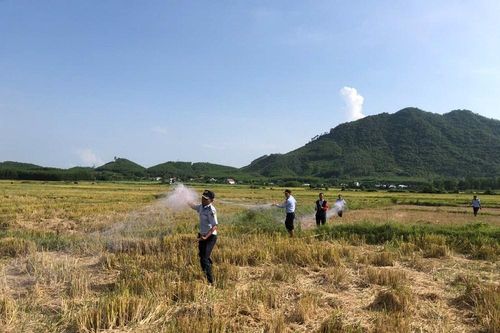 Khánh Hòa: Lại liên tiếp phát hiện các vụ bẫy chim yến trái phép
