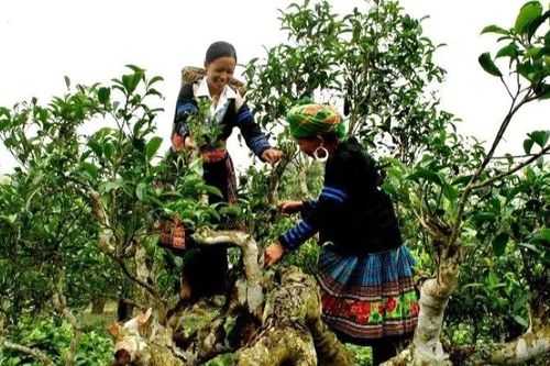 Phát triển bền vững chè shan tuyết, tạo dựng sinh kế cho bà con dân tộc thiểu số
