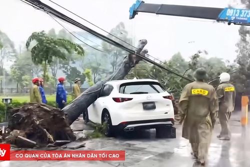 Thanh Hóa nhiều cây xanh bật gốc, đổ gãy