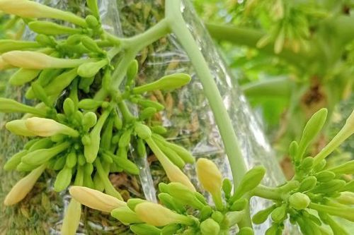 10 cách dùng hoa đu đủ đực cho mọi nhà