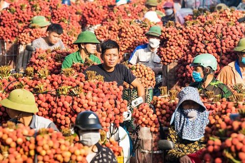 Vải thiều Bắc Ninh một năm bội thu, giá bán vẫn thất thường