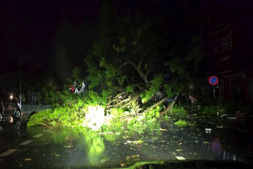 Bão số 5 khiến cây cối gãy đổ ngổn ngang trên nhiều tuyến đường tại Nghệ An