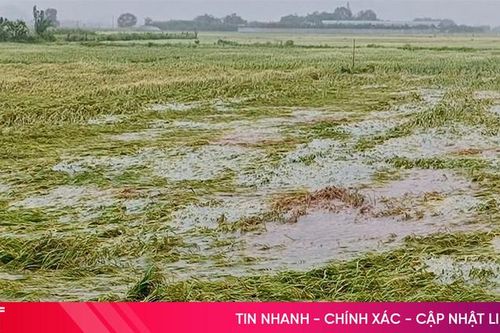 Nhiều cánh đồng lúa ở Hà Tĩnh đổ rạp, ngập úng