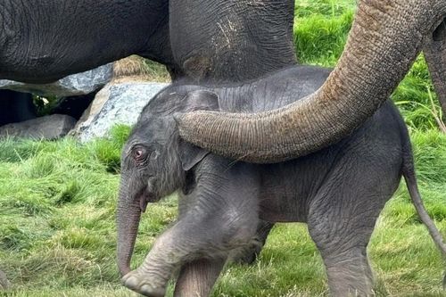 Tín hiệu tích cực cho công tác bảo tồn voi châu Á tại Bỉ
